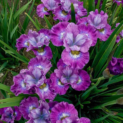 Siberian Iris Strawberry, Iris Siberica Strawberry Fair, Siberian flag Strawberry Fair, Purple flowers, Lavender Flowers, Purple Iris, Lavender Iris